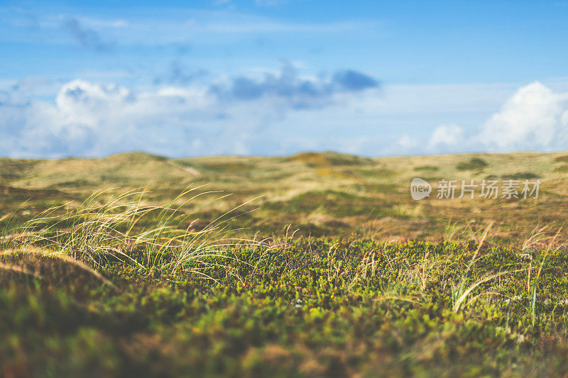 丹麦/欧洲北海边的石楠丛/沙丘景观
